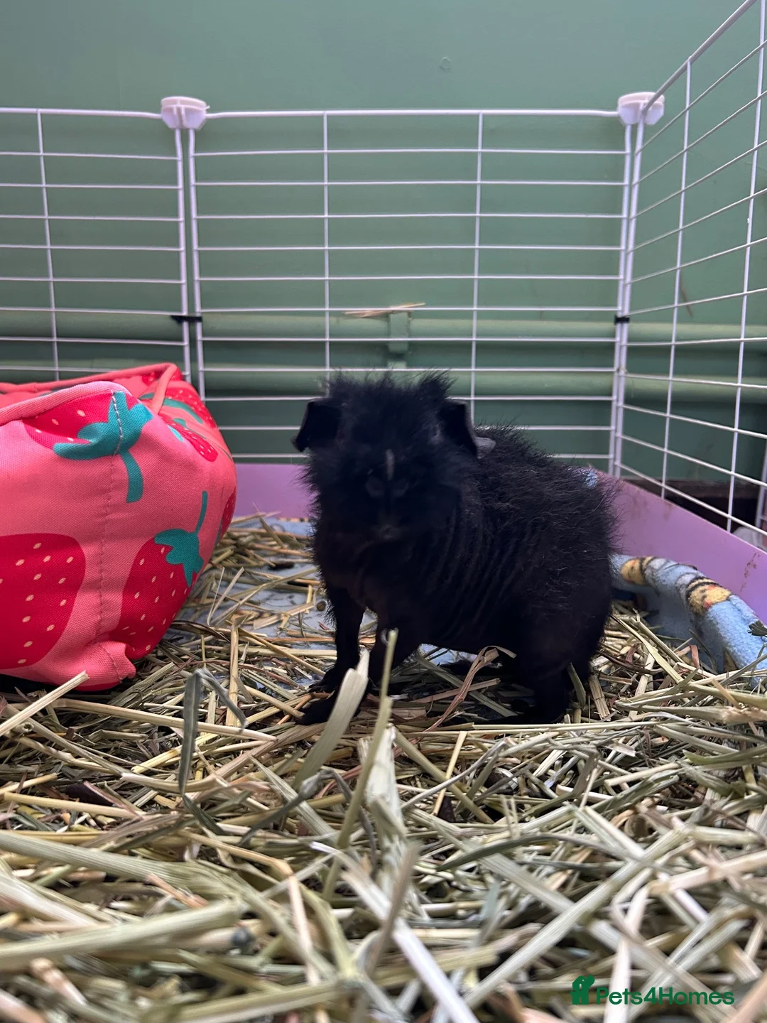 Guinea Pig rodents for sale: 2 Male Skinny Pigs - Advert 4