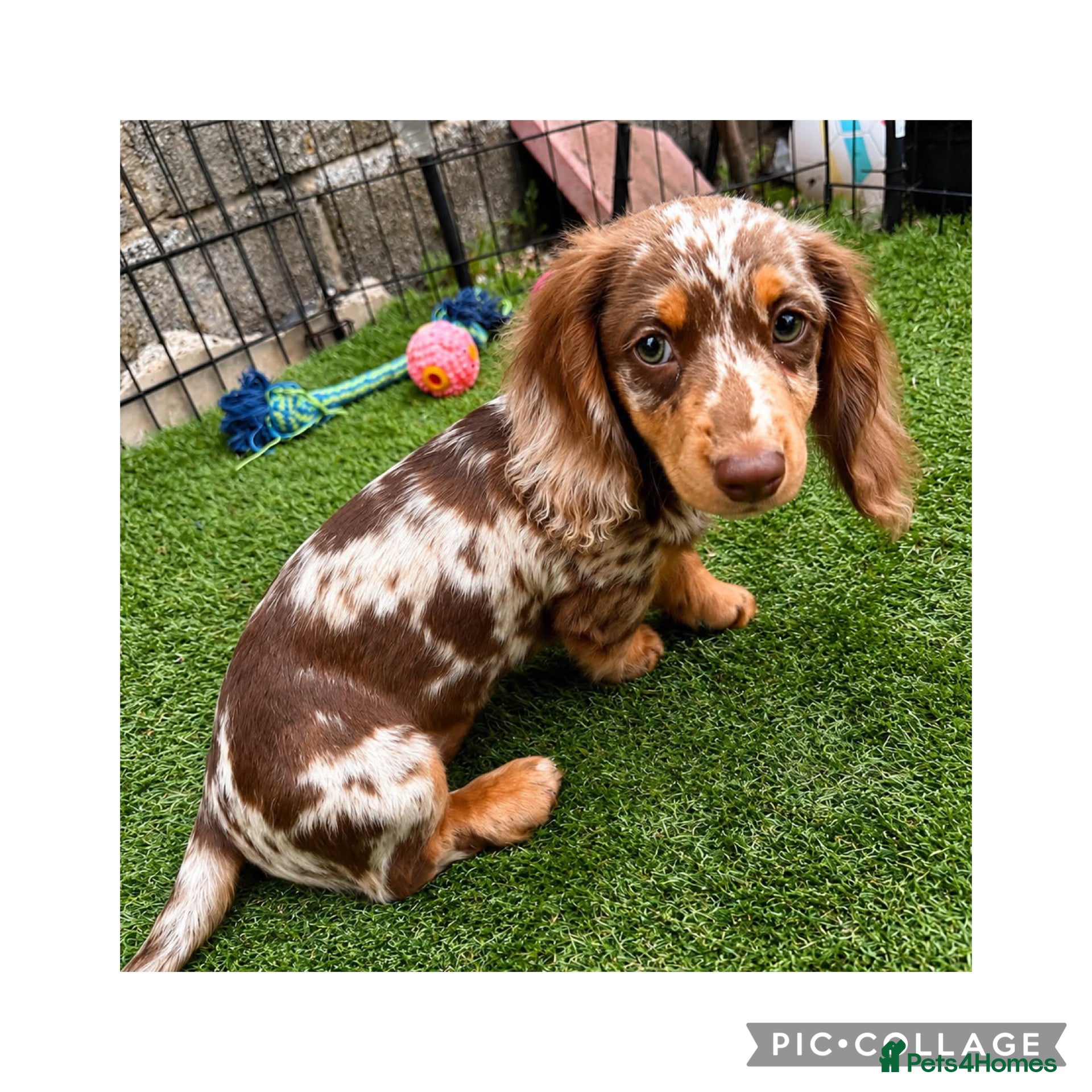 Miniature Dachshund dogs for sale: Miniature KC Daschund  - Advert 6