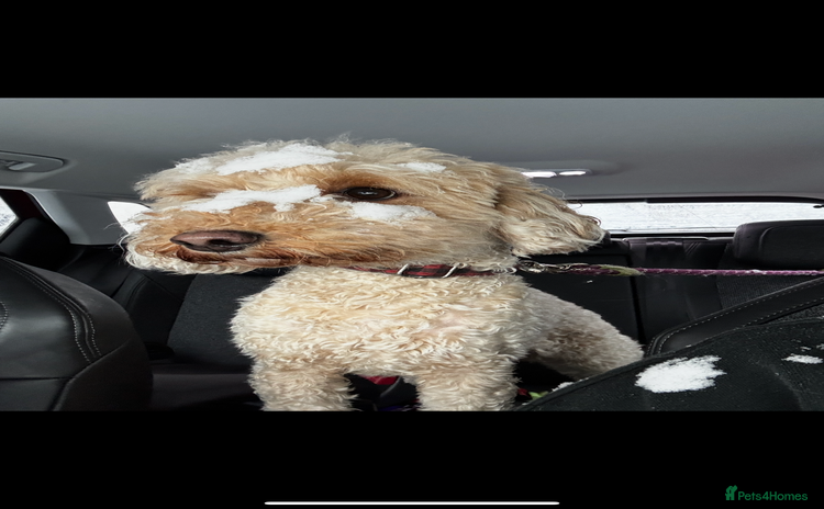 Cockapoo dogs - Advert 1