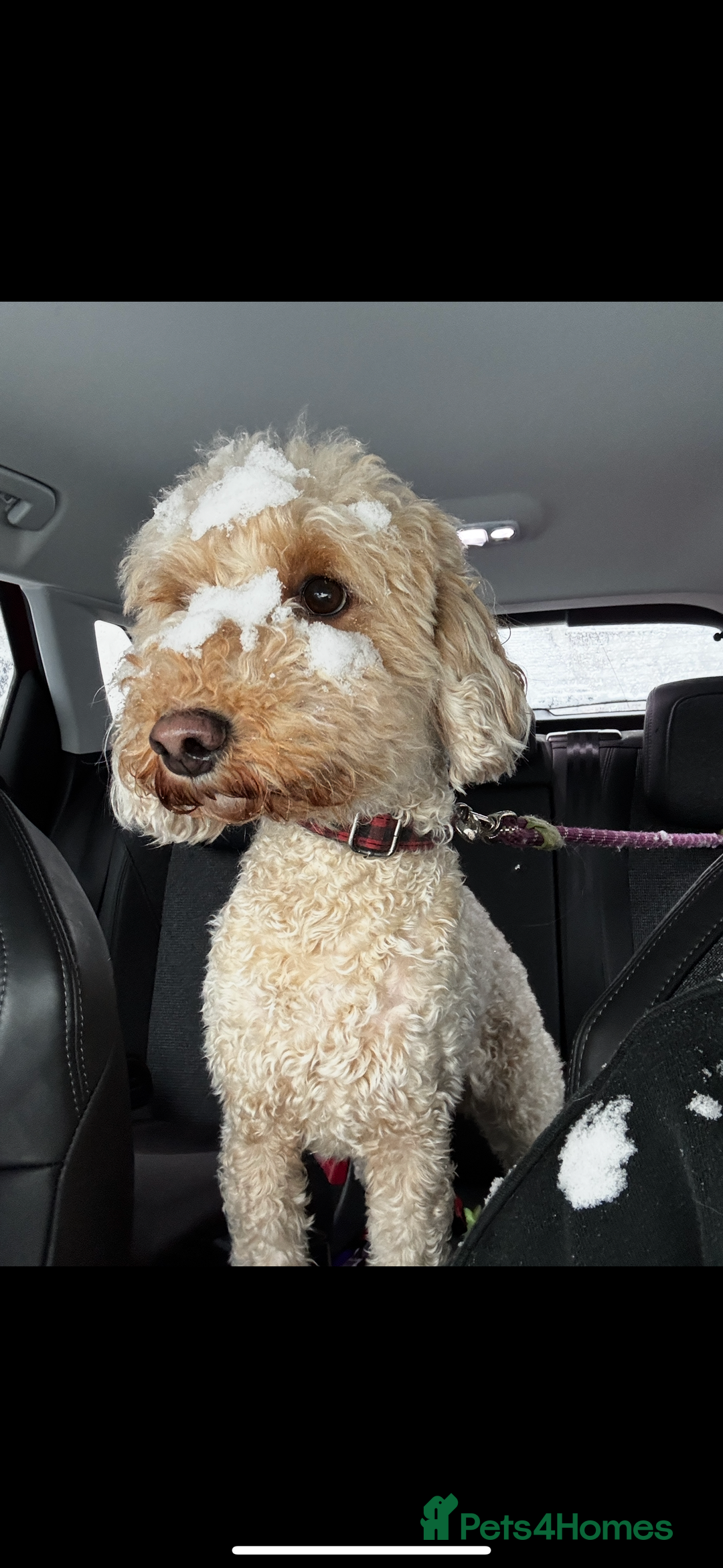 Cockapoo dogs for sale: 2.5yr old female cockapoo for sale  - Image 1