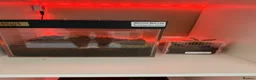 Tarantulas invertebrates for sale: Mixed tarantulas  - Advert 5