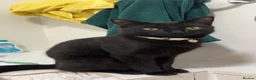 Mixed Breed cats for sale: OSKAR black two year old male  - Advert 3