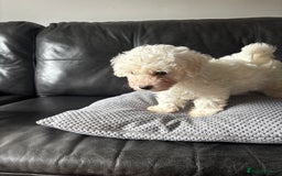 Bichon Frise dogs for sale: Bichon Frise Puppies- Ready to leave - Image 28