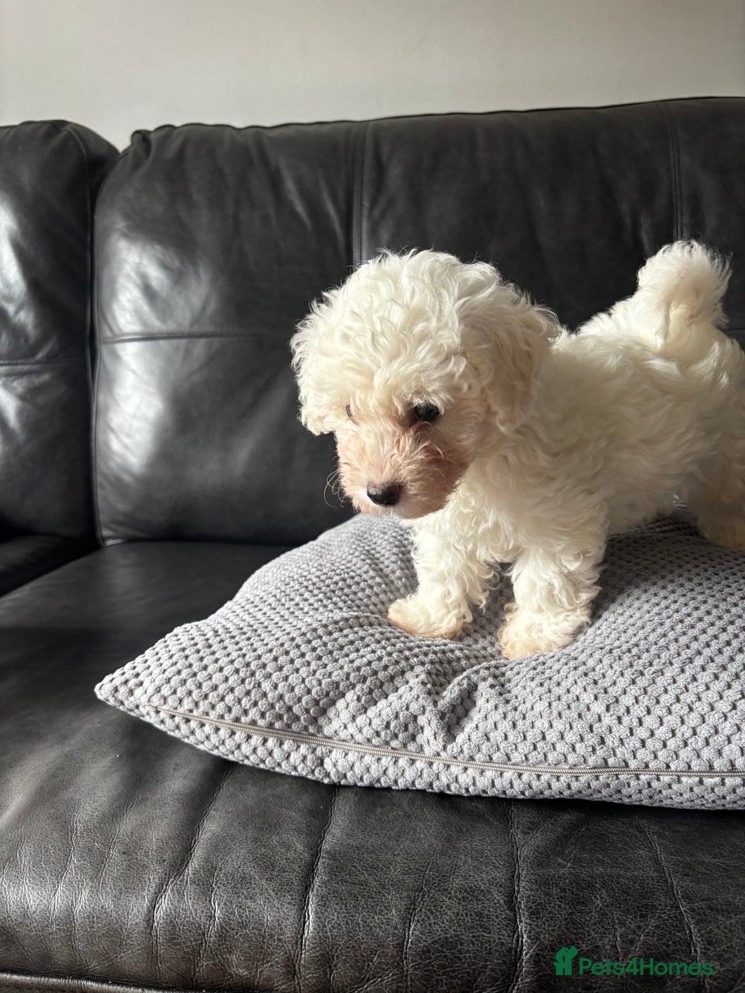 Bichon Frise dogs for sale: Bichon Frise Puppies- Ready to leave - Image 28