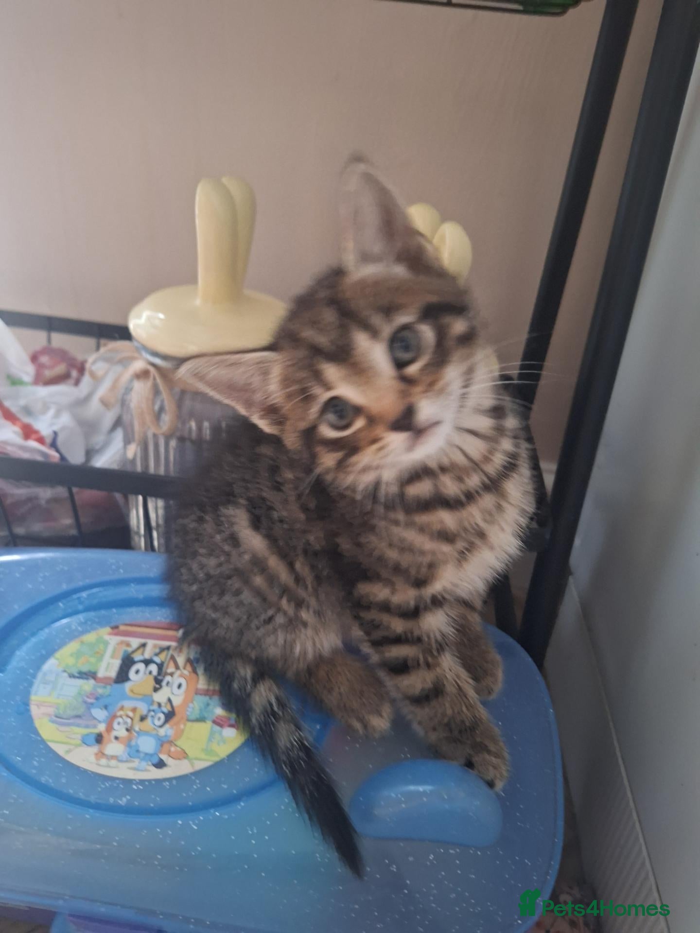 Bengal cats Bengal mix babies  - Advert 2