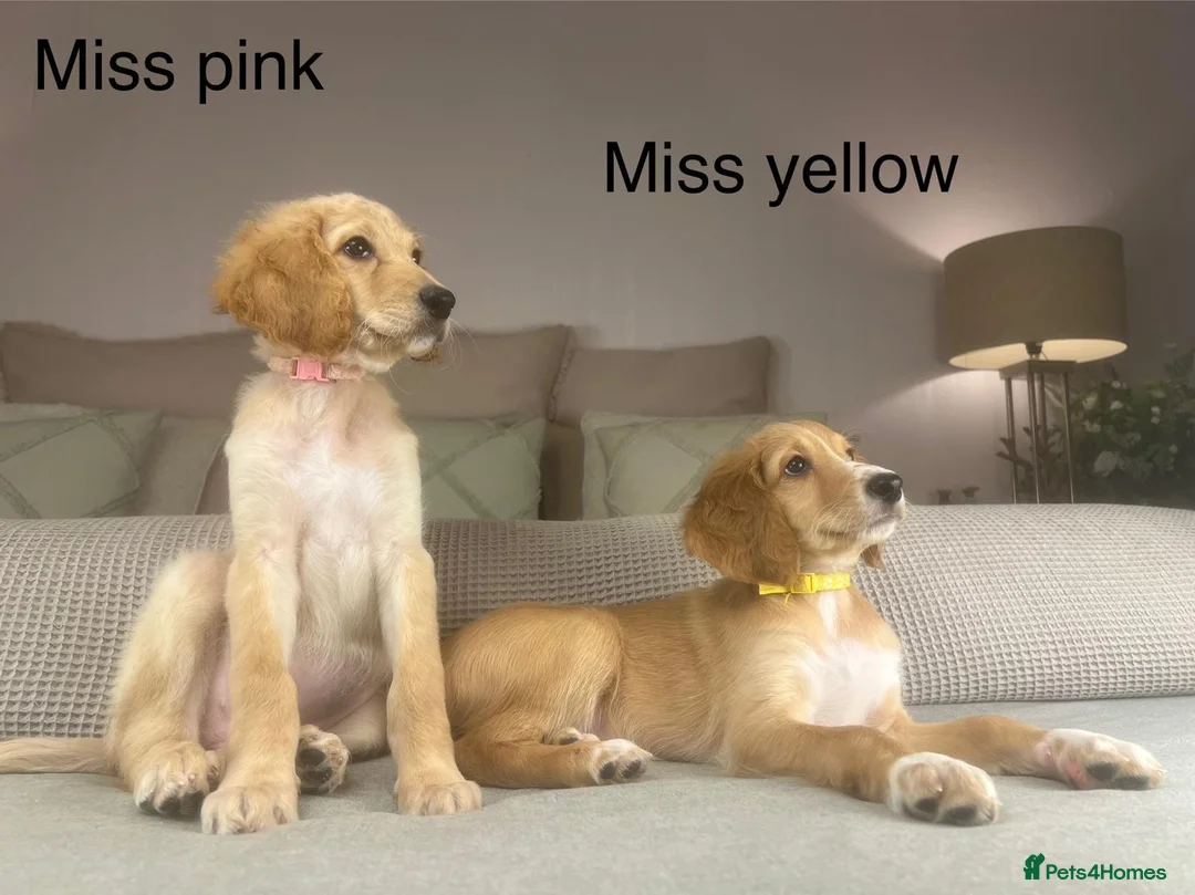 Irish Doodle dogs for sale: The perfect Doodle - Advert 1