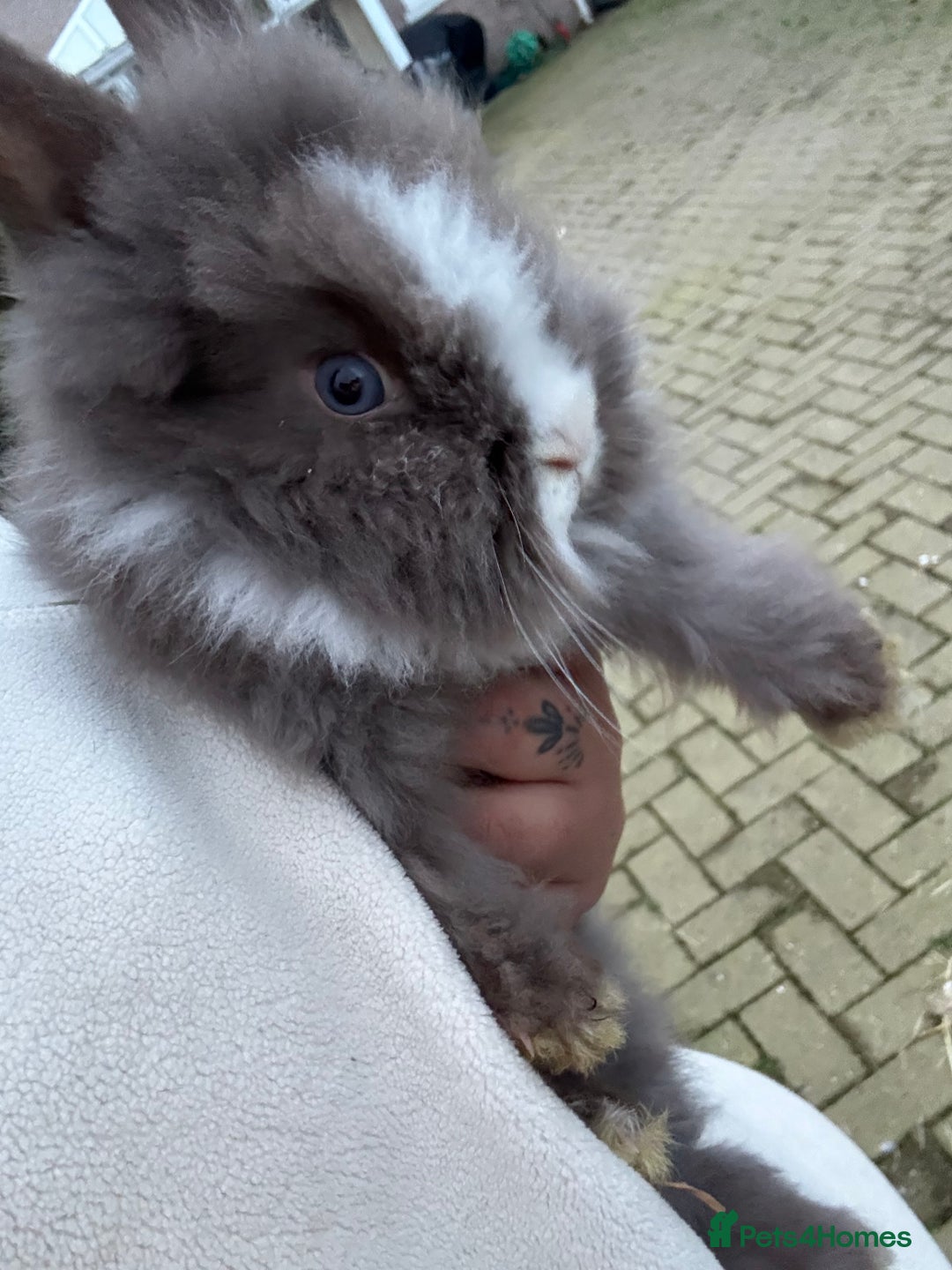 Lionhead rabbits for sale: Lionhead babies - Advert 5