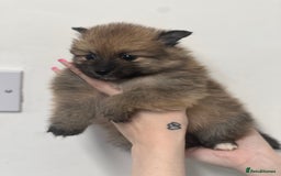 Pomeranian dogs for sale: LAST GIRL READY NOW Pomeranian puppies - Advert 23