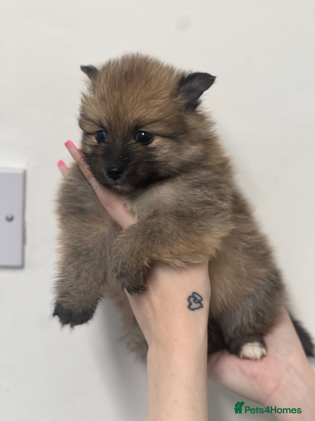 Pomeranian dogs for sale: LAST GIRL READY NOW Pomeranian puppies - Advert 23