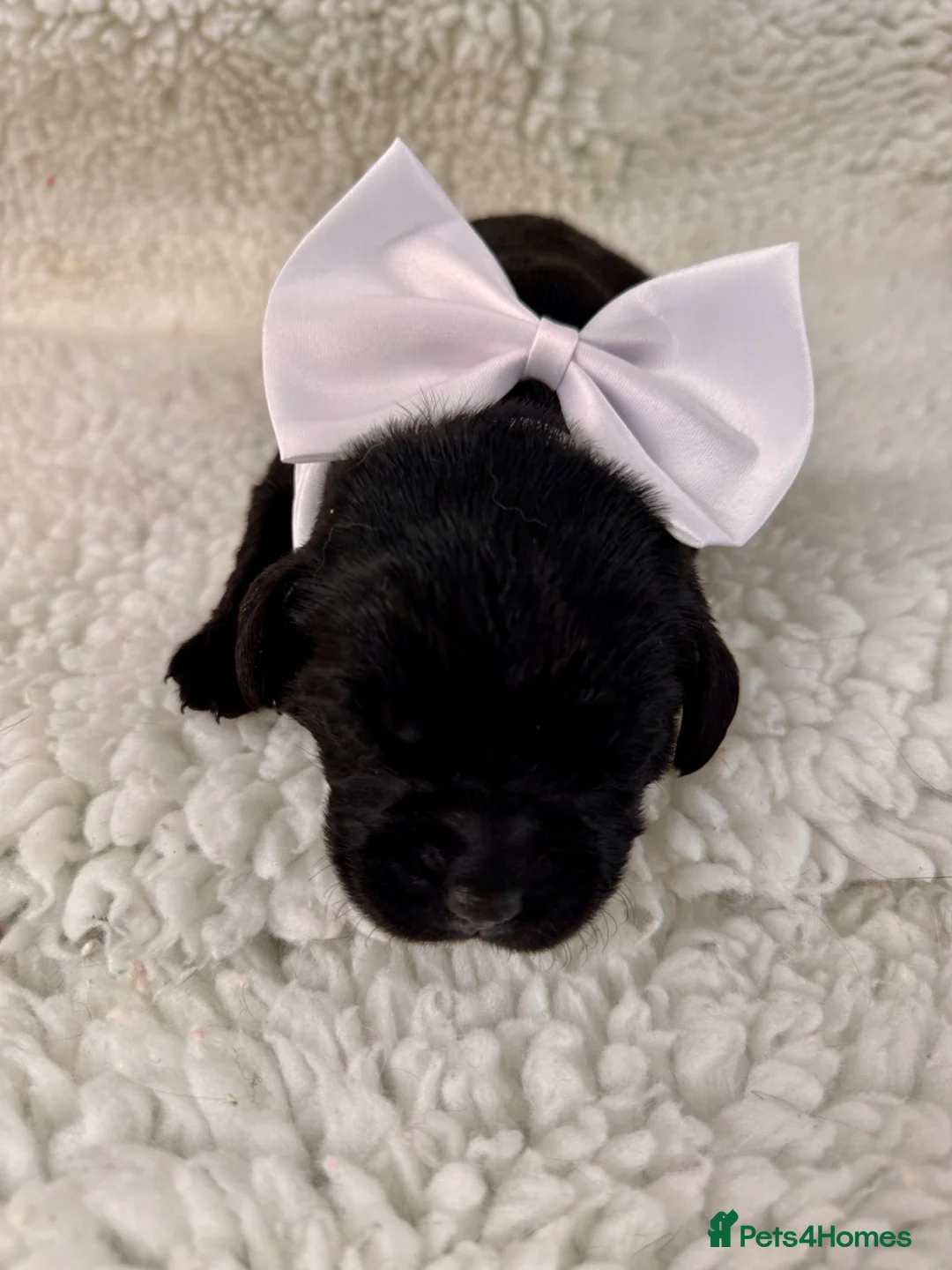 Labrador Retriever dogs for sale: Exceptional RKC Reg Labrador puppies - Advert 15
