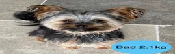 Yorkshire Terrier dogs for sale: Miniature Yorkie Puppies - Advert 4