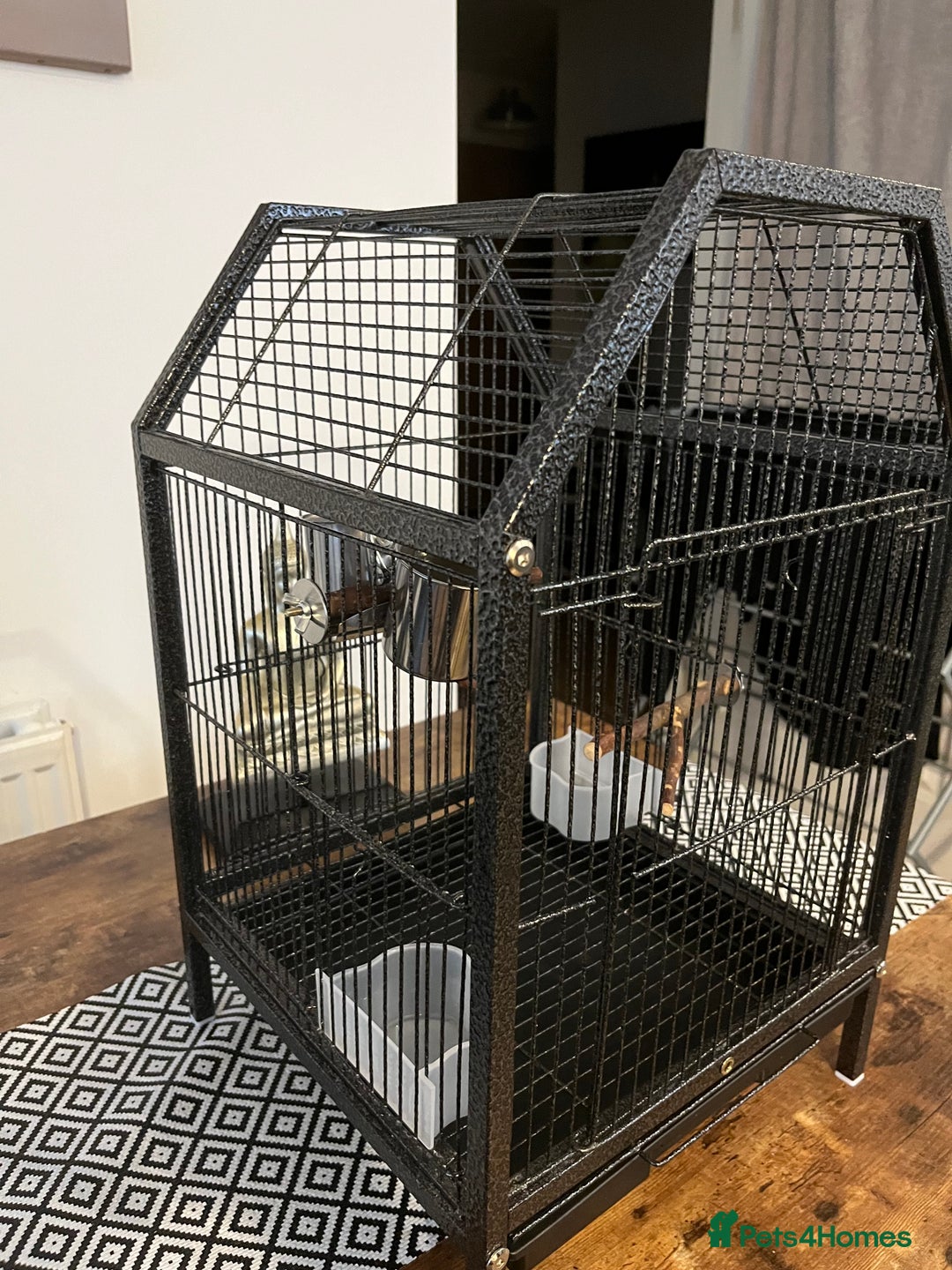 Lovebirds birds for sale: Hand reared love bird MALE  - Advert 11