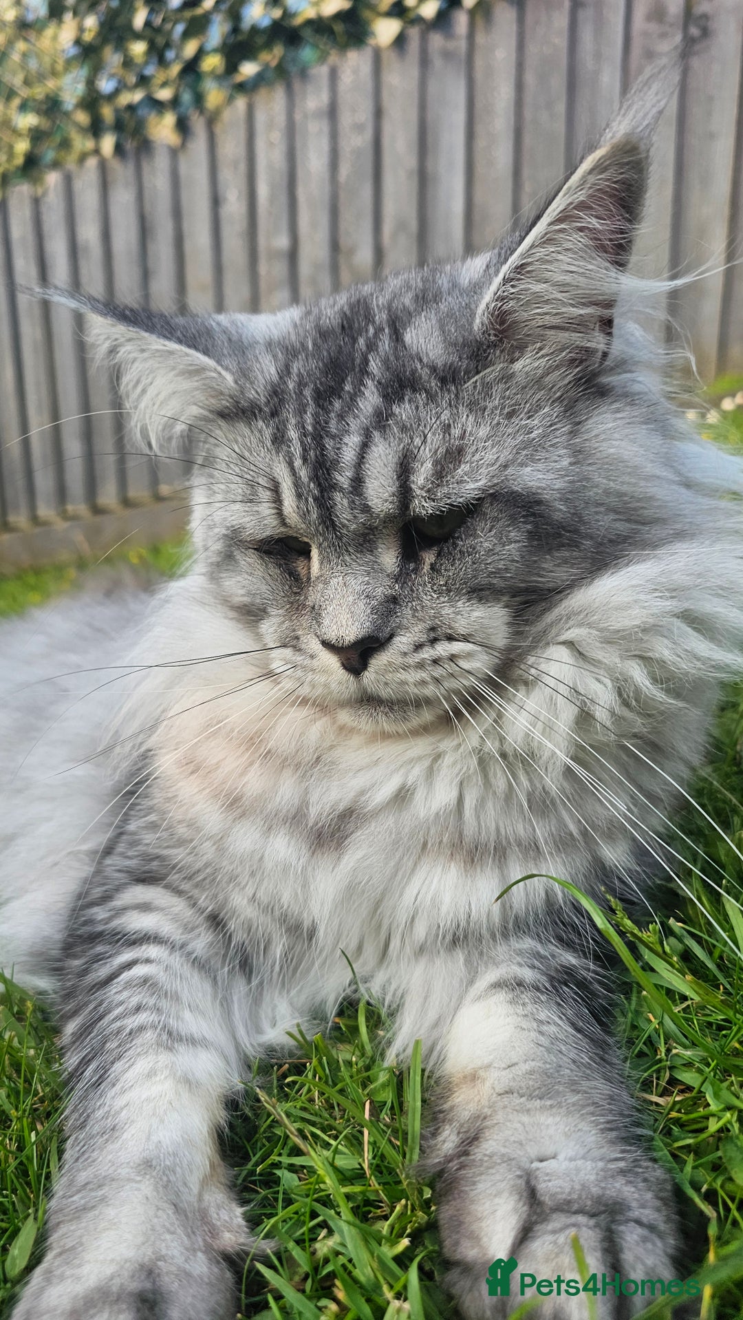 Maine Coon cats for sale: Our stunning boy kal - Image 1