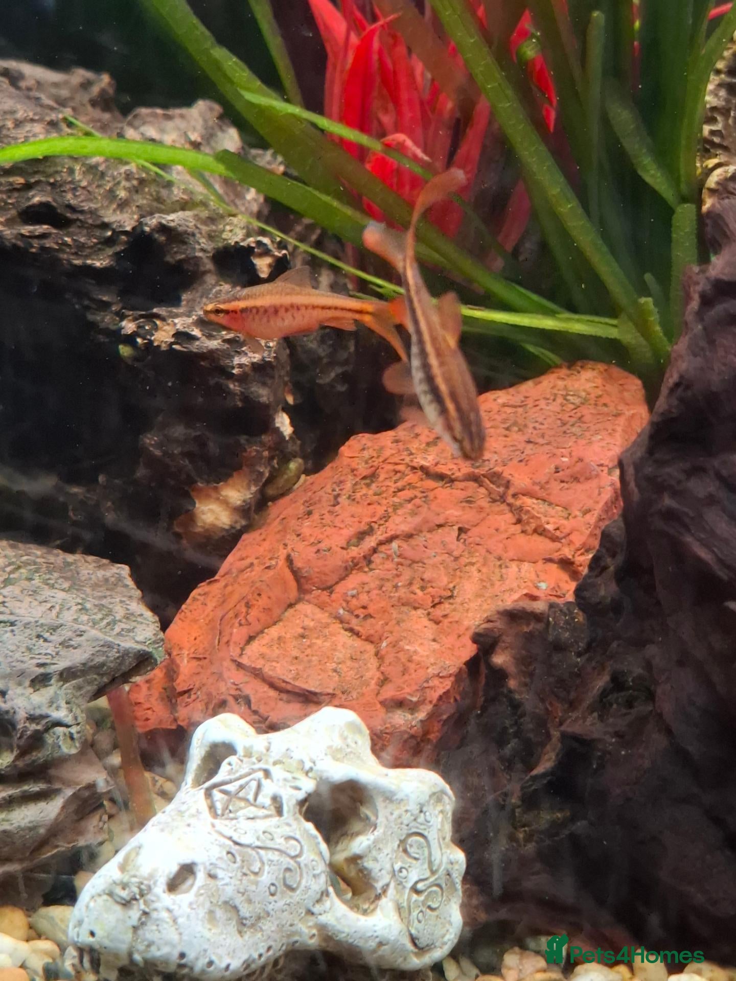 Barbs fish 7 cherry barbs free to a good home. - Advert 7