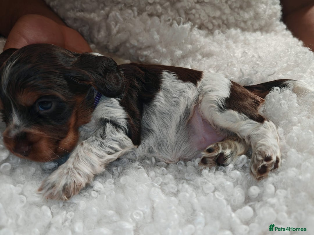 Cocker Spaniel dogs for sale: Kc show cocker spaniel puppies  - Image 23