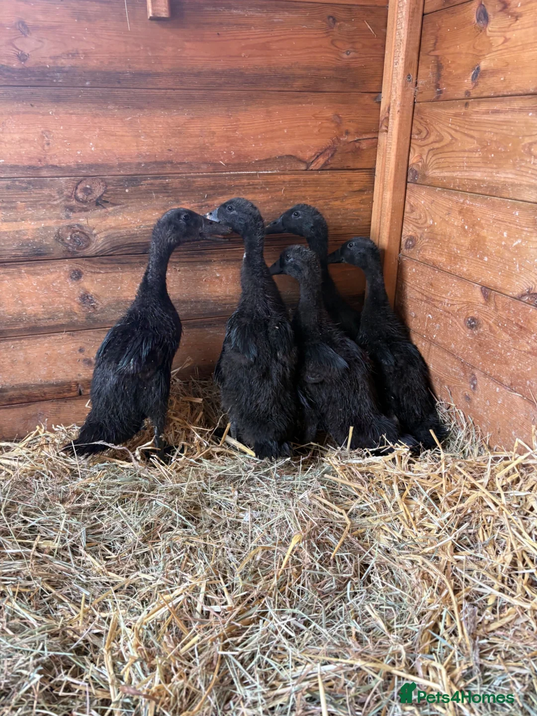 Ducks poultry for sale: Indian Runner Ducklings  - Advert 2