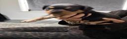Rottweiler dogs for sale: Rottweiler puppy  - Advert 9