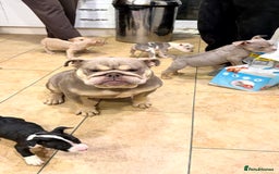 American Bully dogs for sale: 💥 Pocket bully puppies 💥 - Image 2