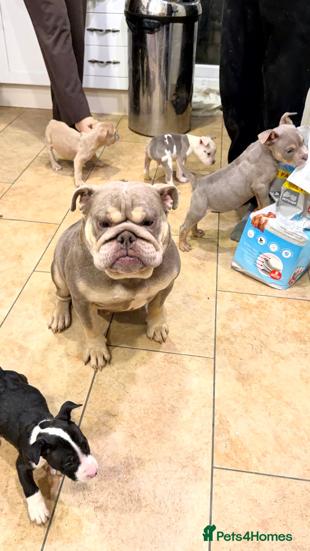 American Bully dogs for sale: 💥 Pocket bully puppies 💥 - Image 2