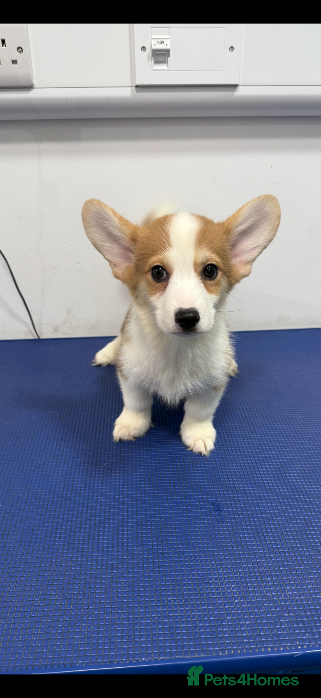 Welsh Corgi Pembroke dogs for sale: Kc reg Pembroke 1 boy left beautiful markings 💙 - Advert 3