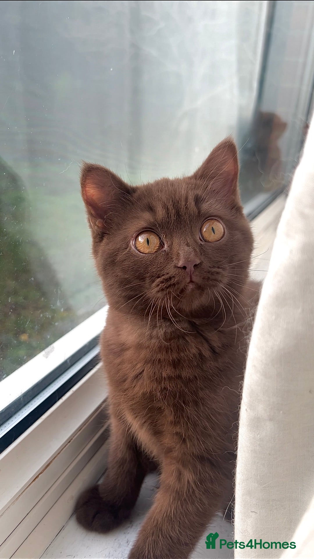 British Shorthair cats for sale: Beautiful Male Chocolate British Shorthair - Advert 1