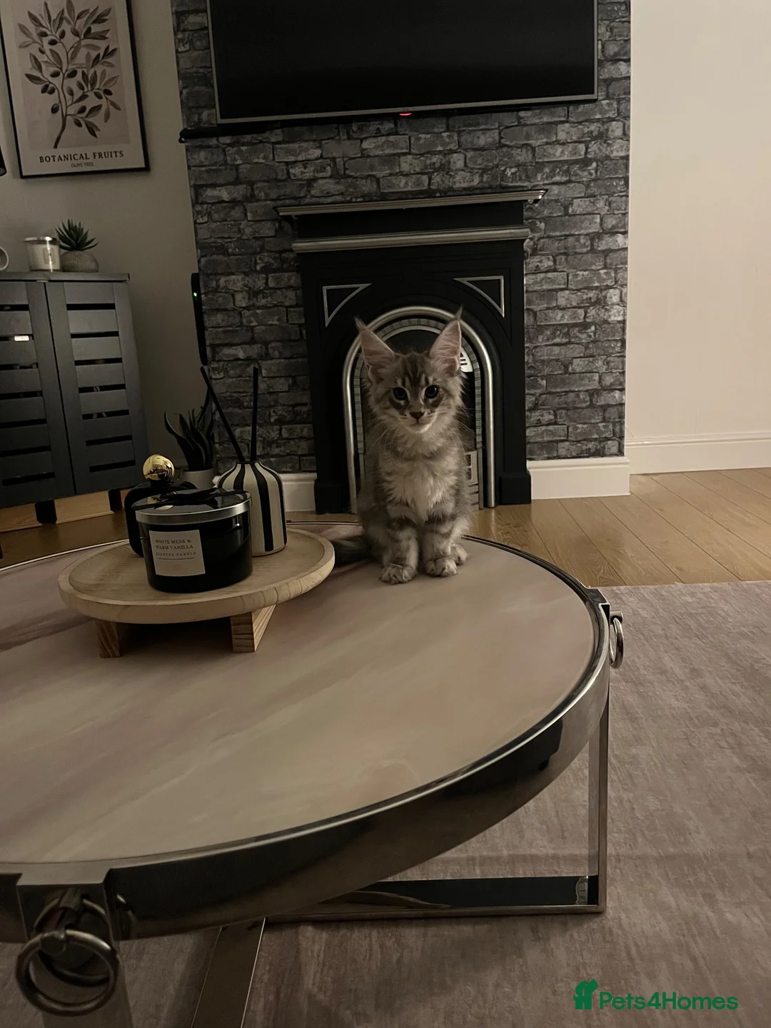 Maine Coon cats for sale: Maine coon kittens GCCF registered - Advert 1
