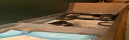 British Shorthair cats for sale: Adorable Kittens Looking for Loving Homes - Advert 12