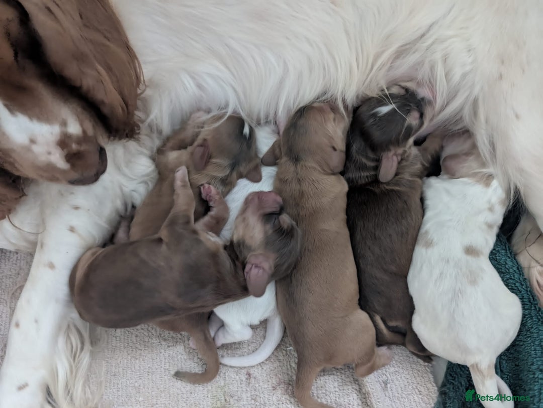 Cocker Spaniel dogs for sale: Beautiful cocker spaniel pups  - Image 15