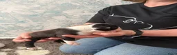 Boston Terrier dogs for sale: Stunning Boston Terriers Boys.  - Advert 23