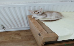 Somali cats for sale: Somali Kittens - Image 2