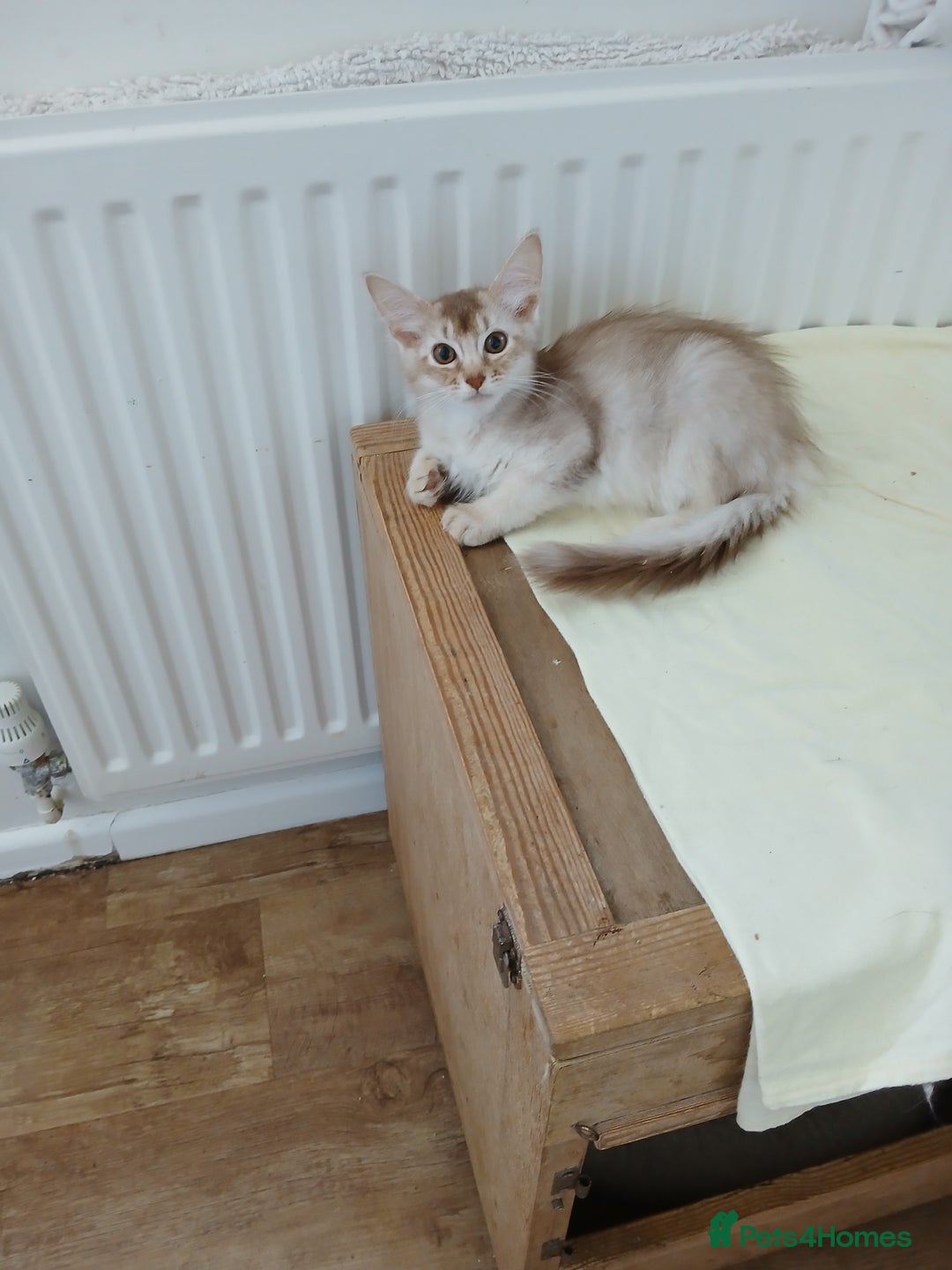 Somali cats for sale: Somali Kittens - Image 2