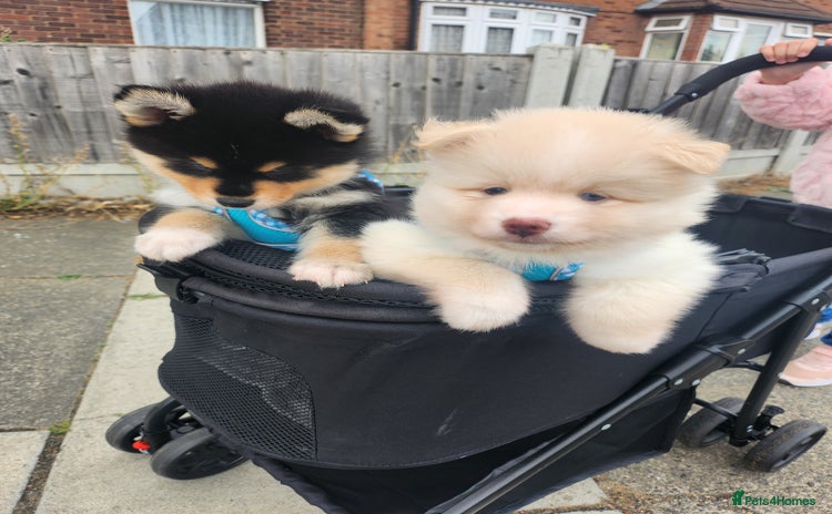 Pomsky dogs - Advert 1