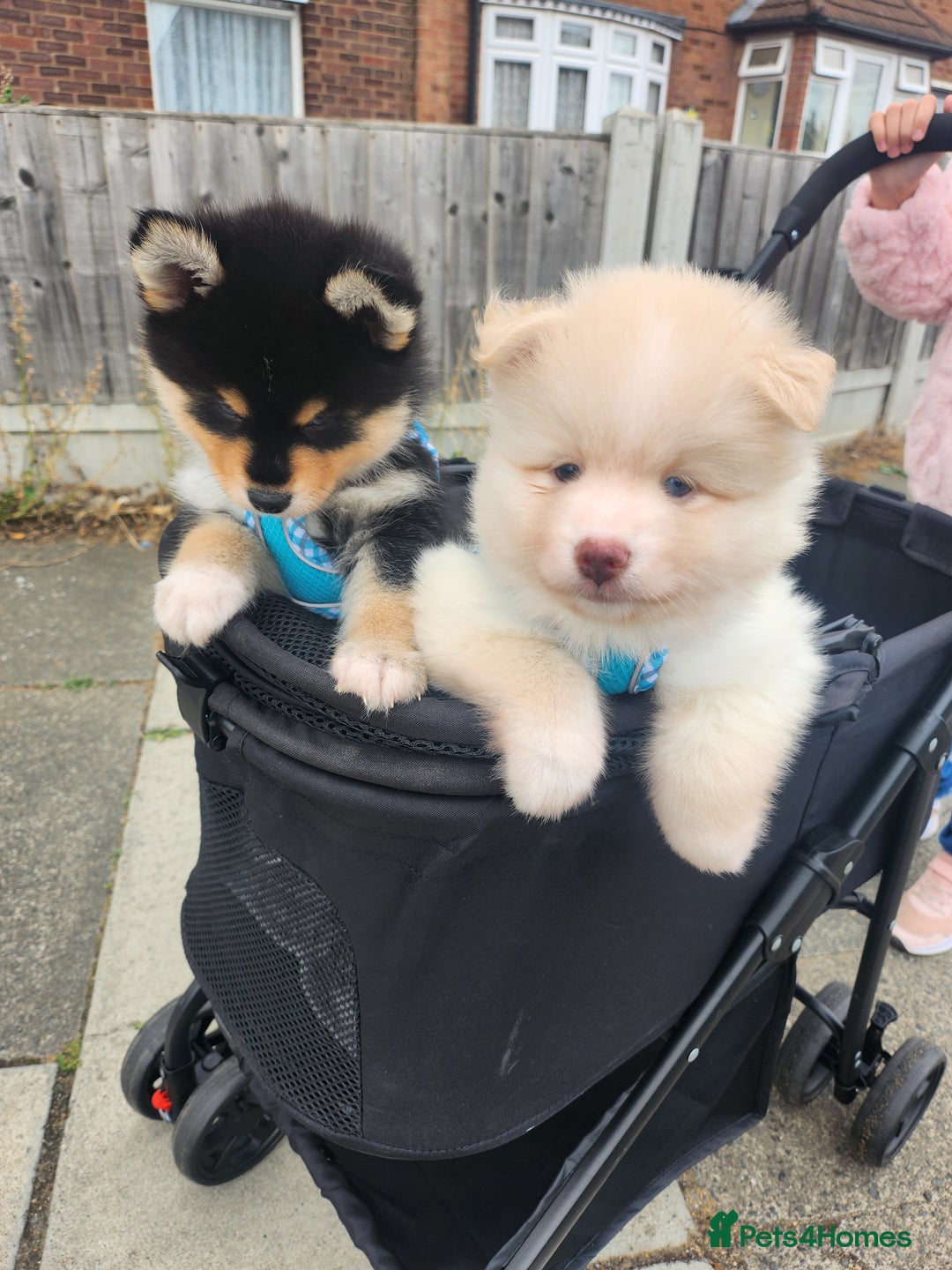 Pomsky dogs for sale: Heavenly Pomskies Puppies  - Image 4