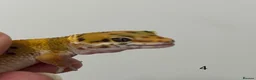 Leopard Gecko reptiles for sale: Baby leopard geckos £40 to £60 - Advert 8