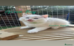Ragdoll cats for sale: **5 stunning TICA ragdoll kittens available** - Image 7