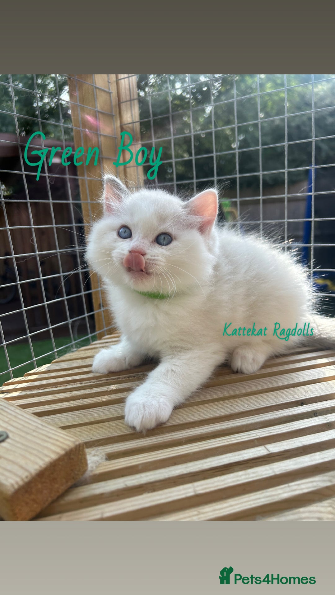 Ragdoll cats for sale: **5 stunning TICA ragdoll kittens available** - Image 7