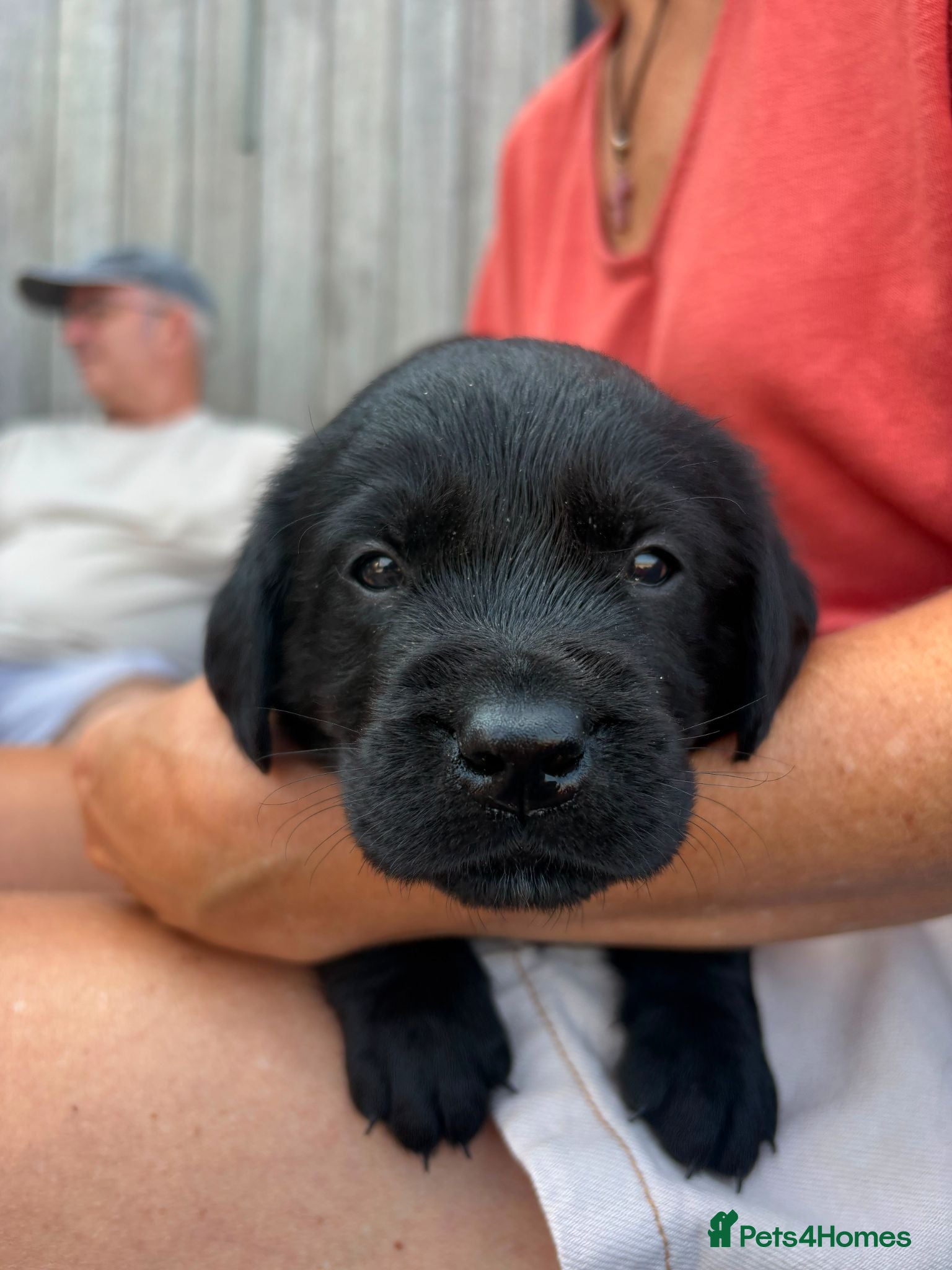 Goldador dogs Golden Retriever × Black Labrador Puppies - Advert 2