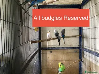 Budgerigars birds 8 budgies searching for their new homes - Advert 1