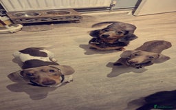 Dachshund dogs for sale: Beautiful isabella & tan piebald  in Peacehaven - Image 5
