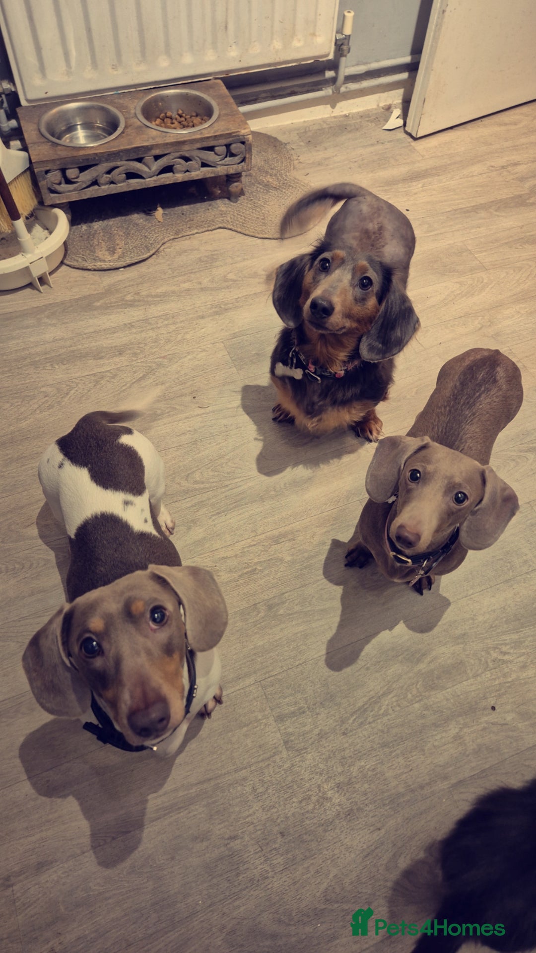 Dachshund dogs for sale: Beautiful isabella & tan piebald  in Peacehaven - Image 5