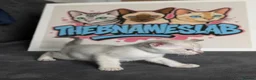 Bengal cats for sale: BENAMESE cubs ☁️🩷🩵 - Advert 7