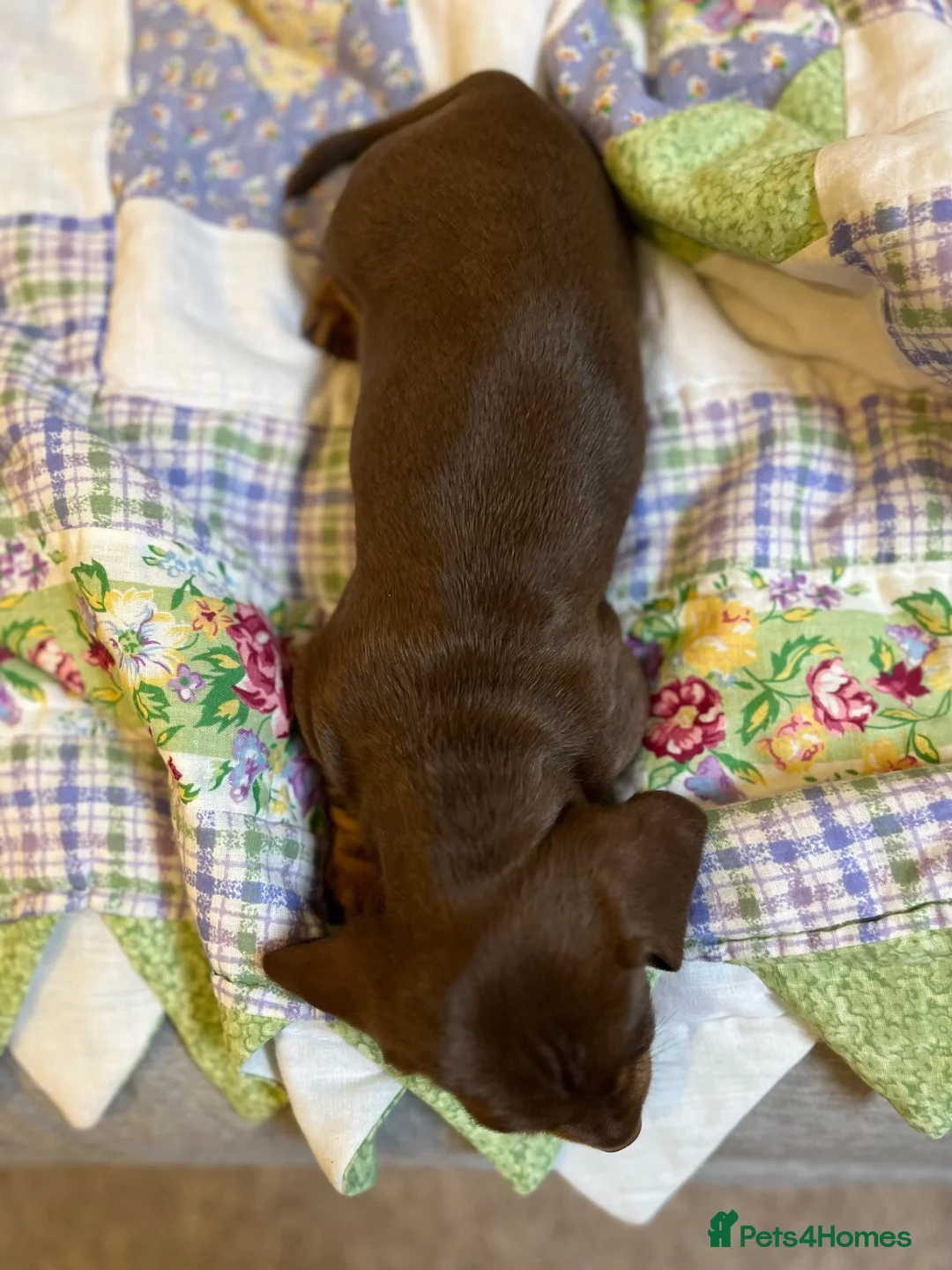 Miniature Dachshund dogs for sale: . Mini Dutch Hound Pups – Choc & Dapple - Advert 13