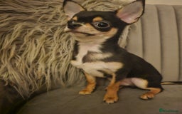 Chihuahua dogs for sale: Chihuahua Puppies–Stunning Colours–Ready for Homes - Image 11