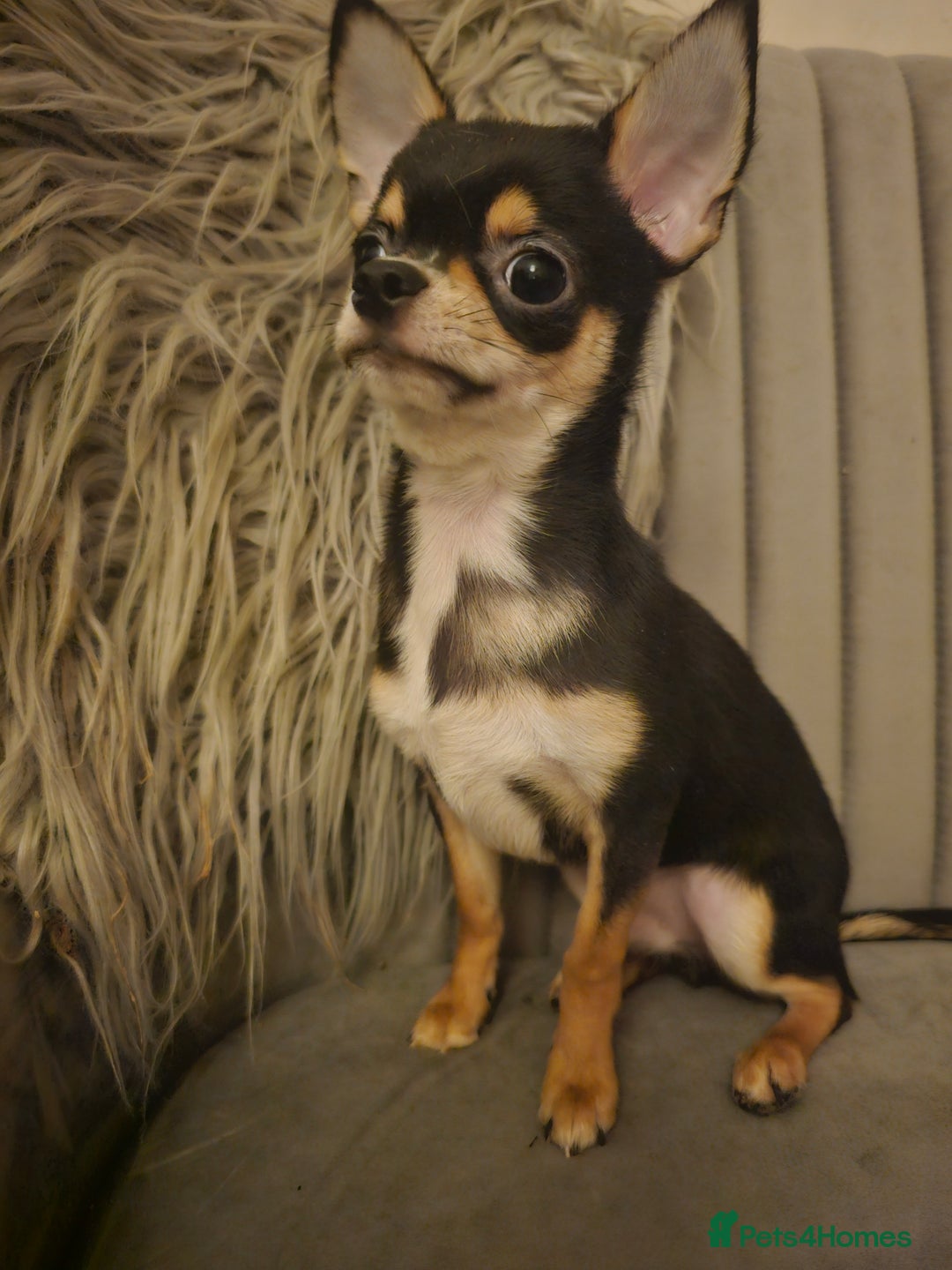 Chihuahua dogs for sale: Chihuahua Puppies–Stunning Colours–Ready for Homes - Image 11