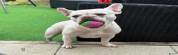 French Bulldog dogs for sale: Stunning French bull dog puppy’s for sale  - Advert 3