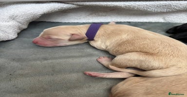 Mixed Breed dogs - Advert 12