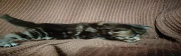 Maine Coon cats for sale: 3/4 maincoon kittens  - Advert 6