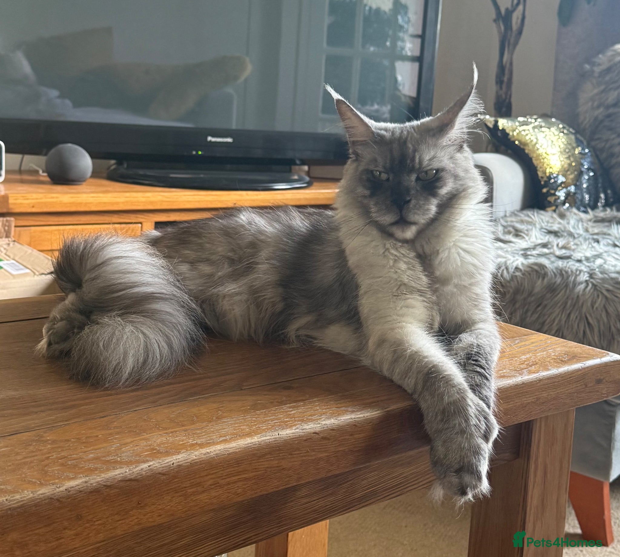 Maine Coon cats XXL kittens Tica ❤️ - Advert 2