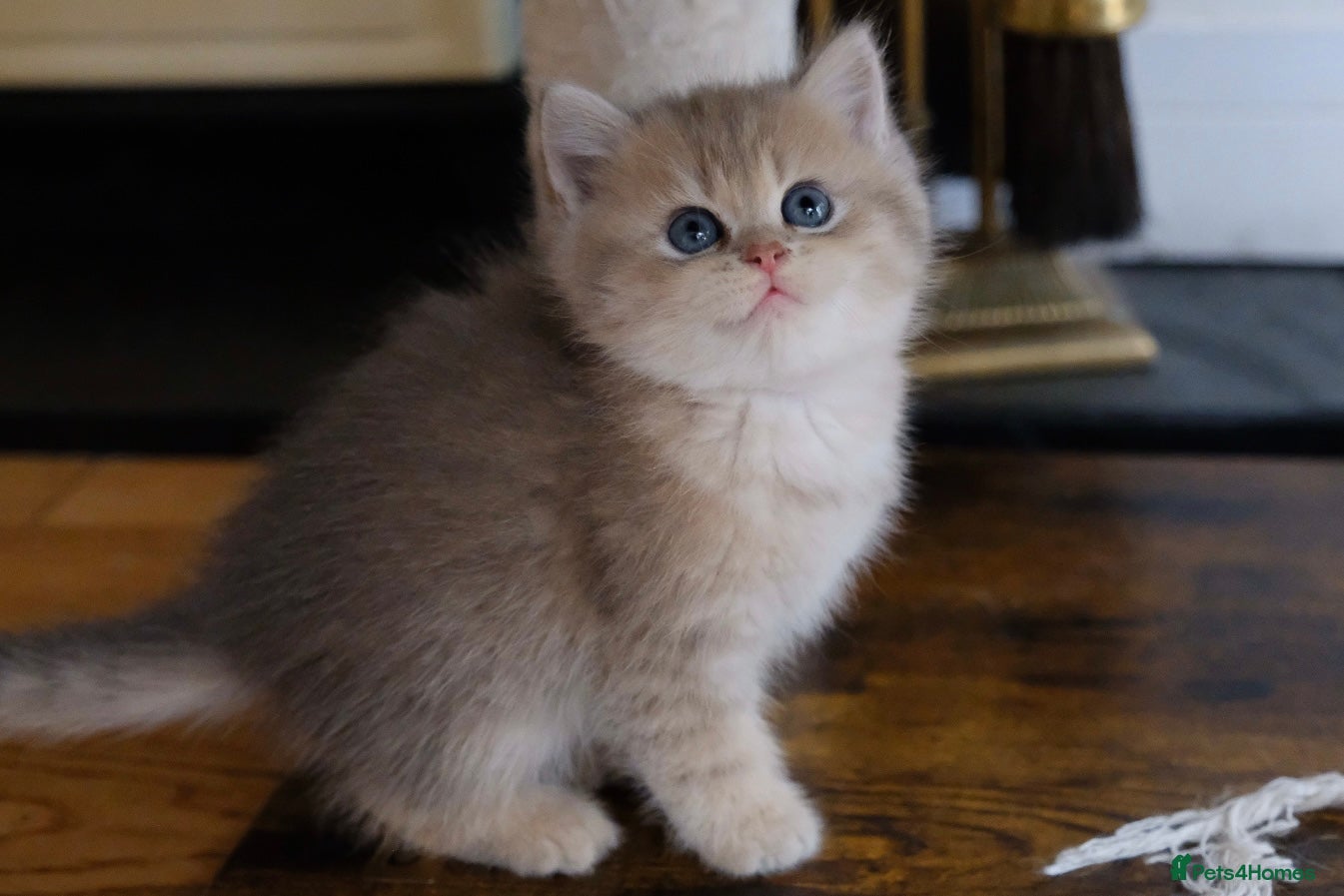 British Shorthair cats RARE Colour! BSH Blue Golden Boy TICA reg  - Advert 14