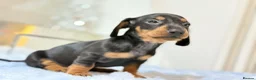Miniature Dachshund dogs for sale: MINI DACHSHUND PUPPIES  - Advert 6